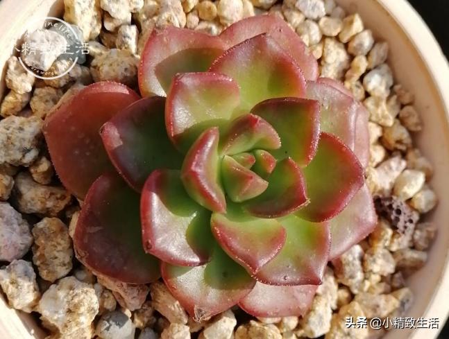 多肉植物掉叶是何原因,多肉植物最近有部分掉叶是何原因