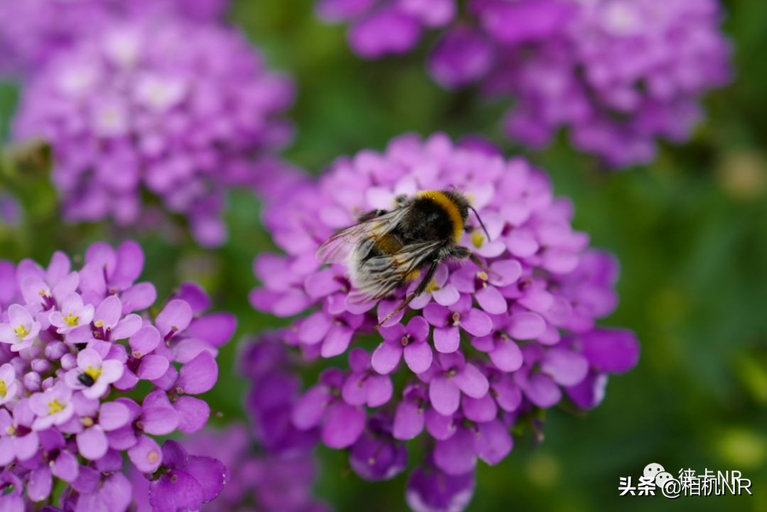 徕卡q3的视频怎么导出来,徕卡q是定焦的么