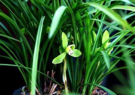 兰花如何预防虫害,兰花红蜘蛛虫害图片及防治