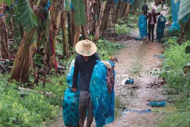 缅北种香蕉赚钱吗,10000亩香蕉地的收益