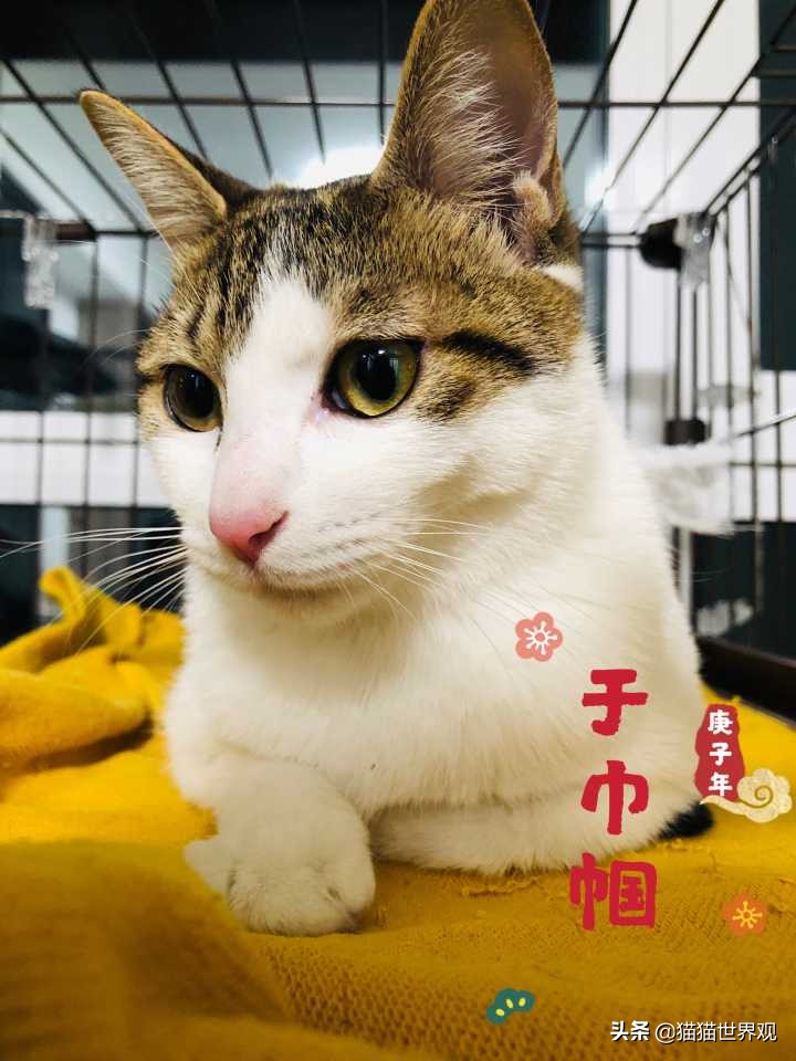 铲屎官不能不知道的养猫的那些事,养猫必须铲屎的注意事项