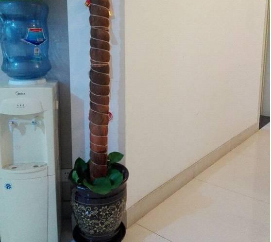 绿萝怎么造型更好看,大绿萝怎么做造型好看