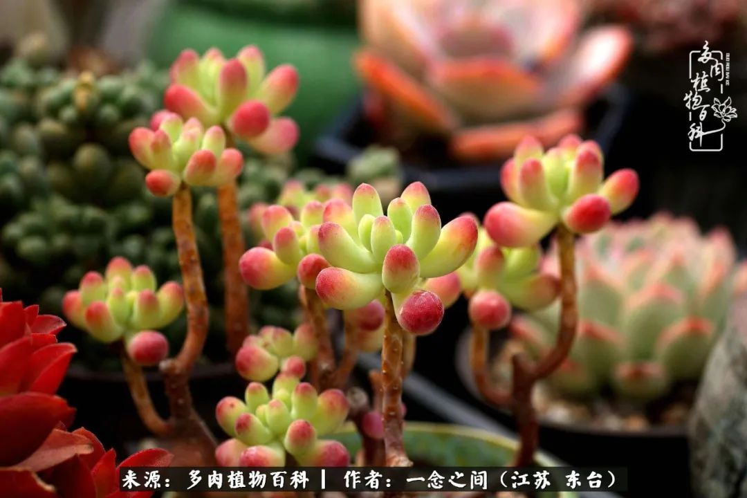 遇见花开蓝莓糖,遇见花开蔬菜沙拉酱