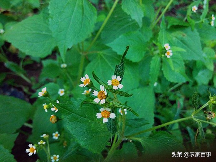 农村路边常见的根茎红色野草,农村一种常见野草却是止血良药