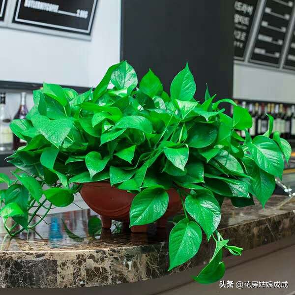 绿萝在长期阴暗环境下下垂打蔫,绿萝叶子下垂发蔫及时补救方法