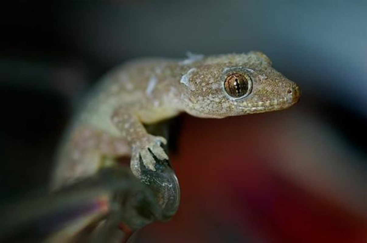 人畜无害的壁虎为什么会列入五毒,五毒之一壁虎为什么有毒