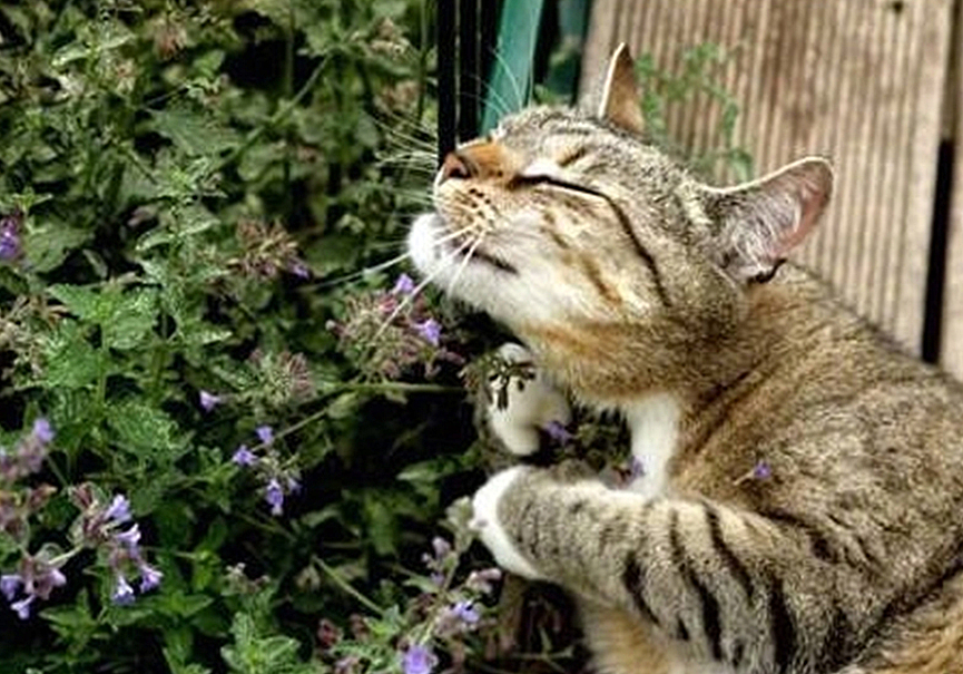 猫咪吸猫薄荷后性情大变,猫咪吸猫薄荷名场面