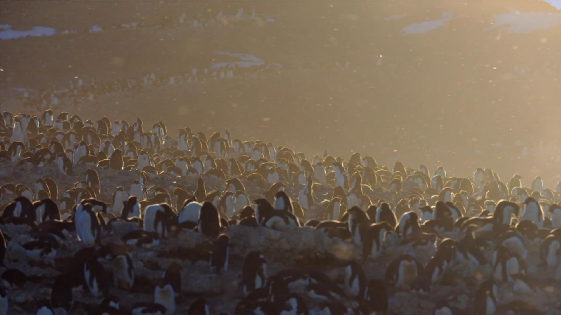 大过年的,被这些小萌萌给笑掉了头