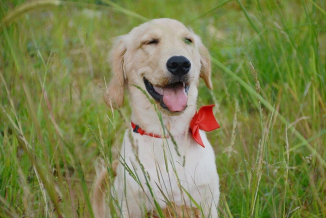 金毛眼睛上有血丝怎么办,金毛眼睛有泪痕怎么回事