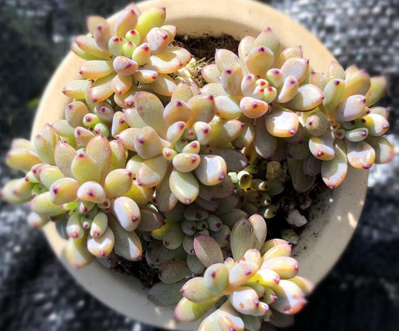 盆栽黑莓过冬方法,黑莓植物怎样养