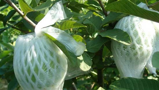 怎样防止番石榴虫害,番石榴开花遇蓟马