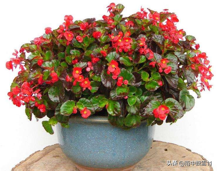 四季开花竹节海棠的繁殖方法,四季海棠怎么养视频教程