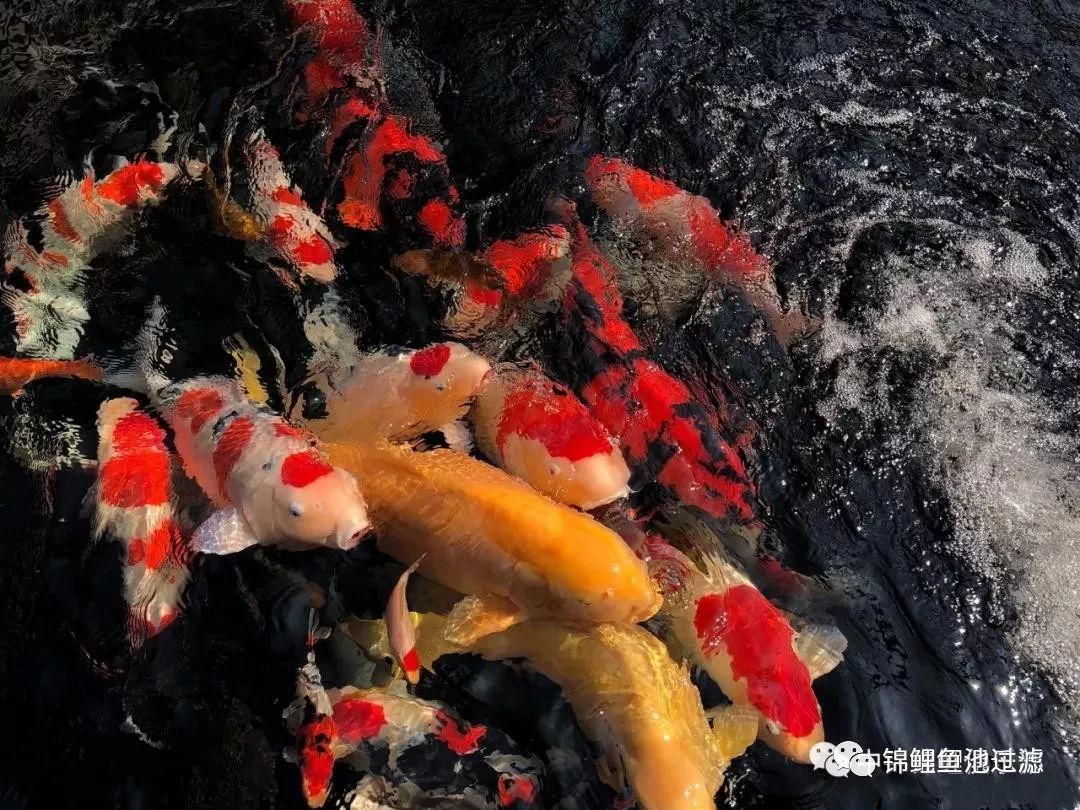 鱼池过滤桶和滴流过滤哪种好,鱼池过滤和泳池过滤的区别