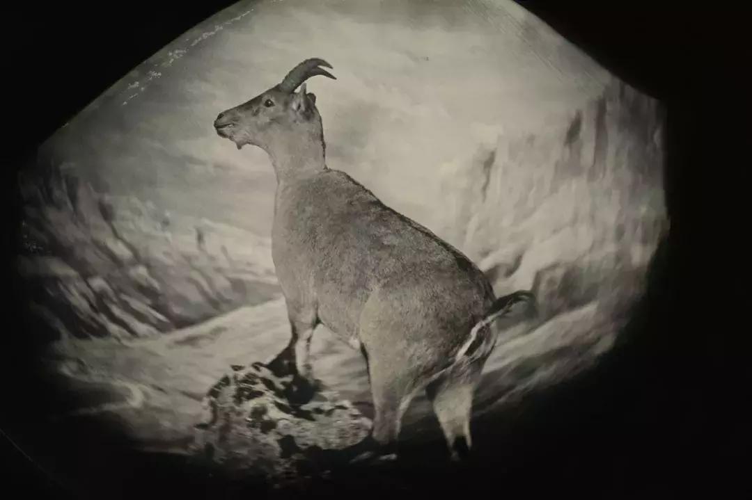 赌上全人类的技术,我们至今仍没有复活一种灭绝生物?