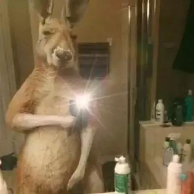 袋鼠和人打架视频,袋鼠为什么喜欢和狗狗打架