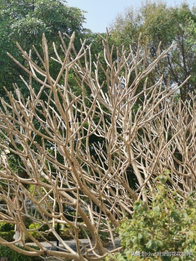 花花世界很美好下一句,花花世界很独特