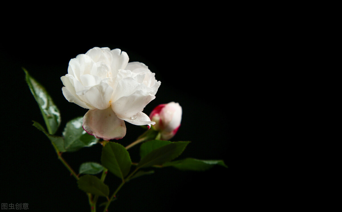 玫瑰花成为爱情的象征是怎么来的,玫瑰是从什么时候开始象征爱情的