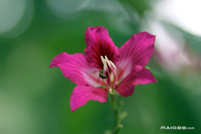 广东多地迎最美赏花季,广东十大热门赏花地