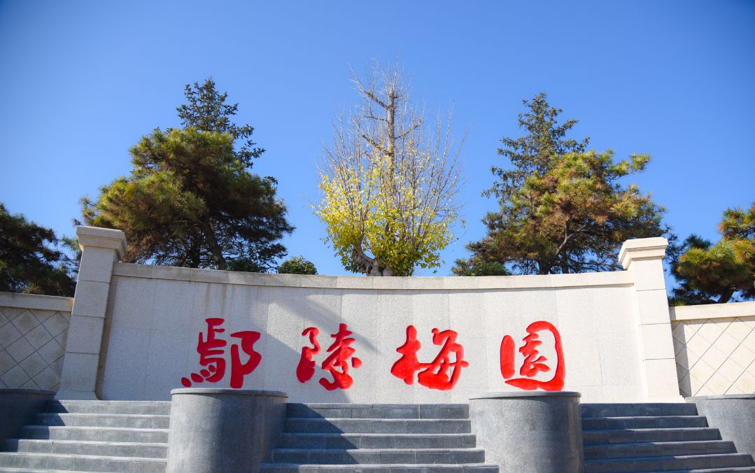 许昌鄢陵腊梅,许昌蜡梅