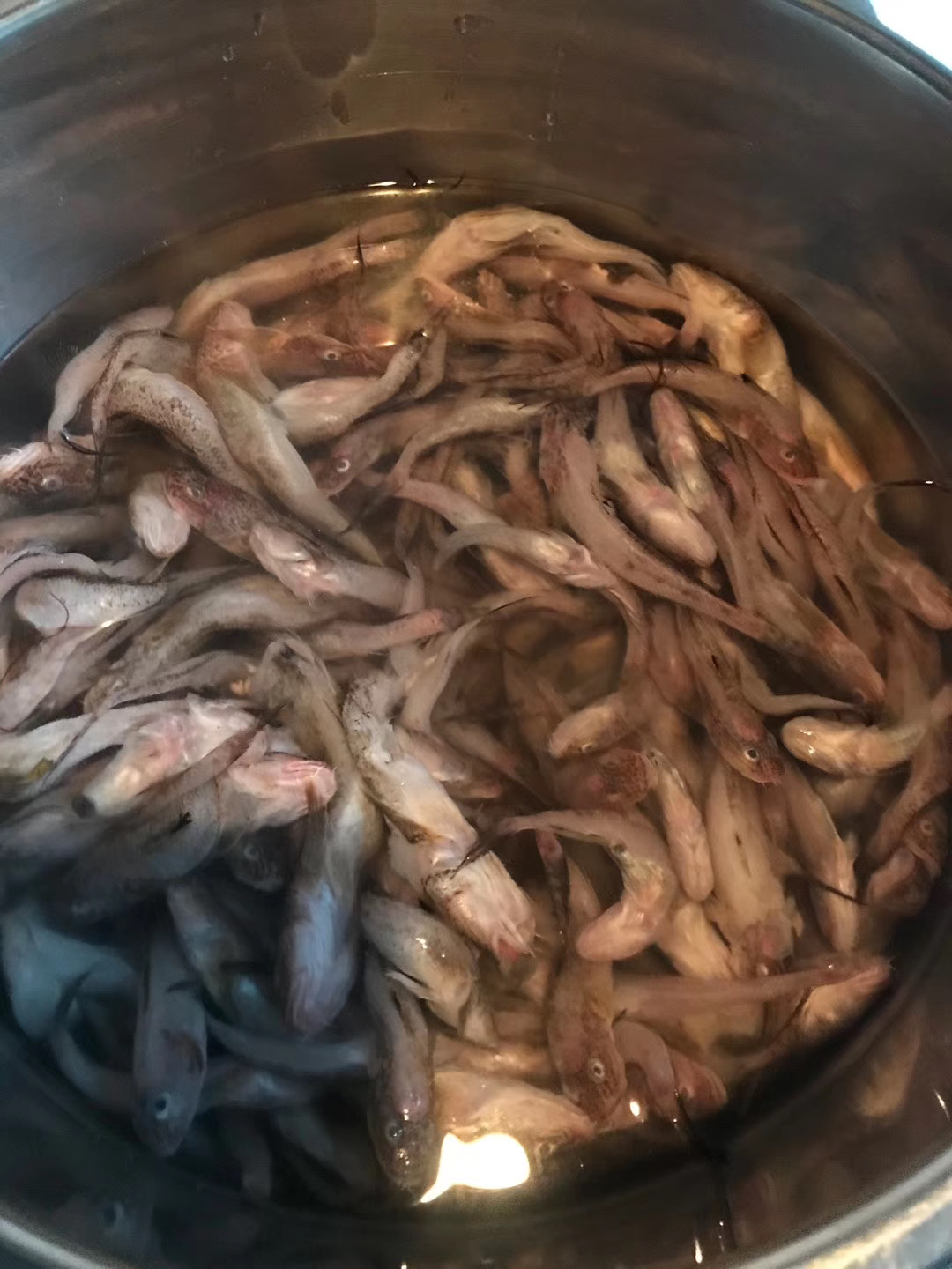 家猫和流浪猫相爱的故事,流浪猫和家猫的故事