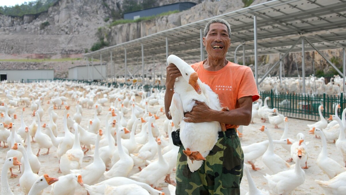 赔59万，咬成残疾，被称家禽界流氓！村霸大鹅，为何见谁都硬刚？