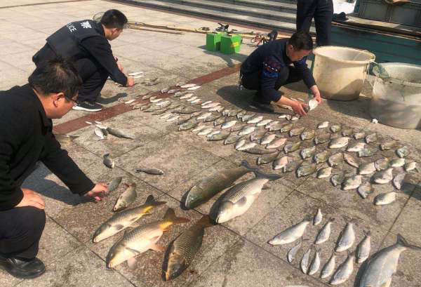 4万尾鲫鱼一年成本,鲫鱼一条成本多少钱