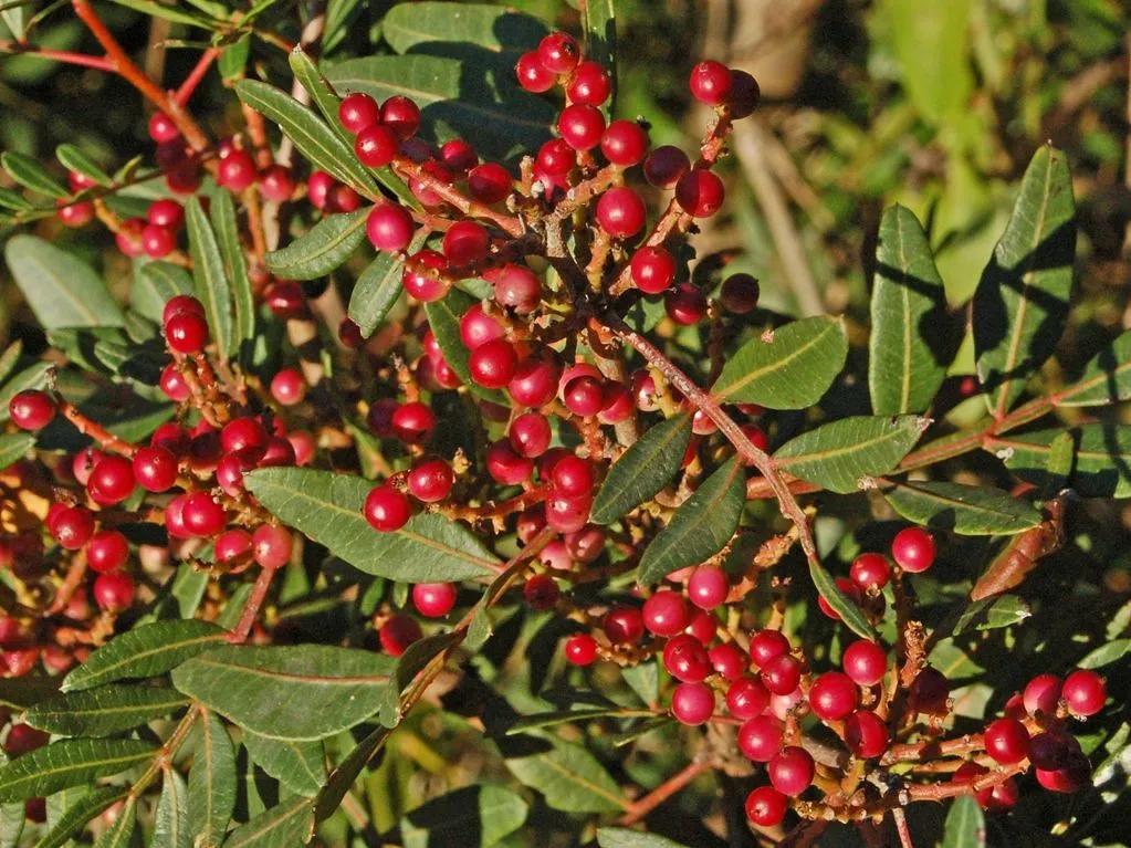 它贵若黄金，治不了秃顶……但能做软糖