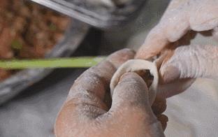 从夜市摊追到小门店，吃过这家南方锅贴才懂为什么