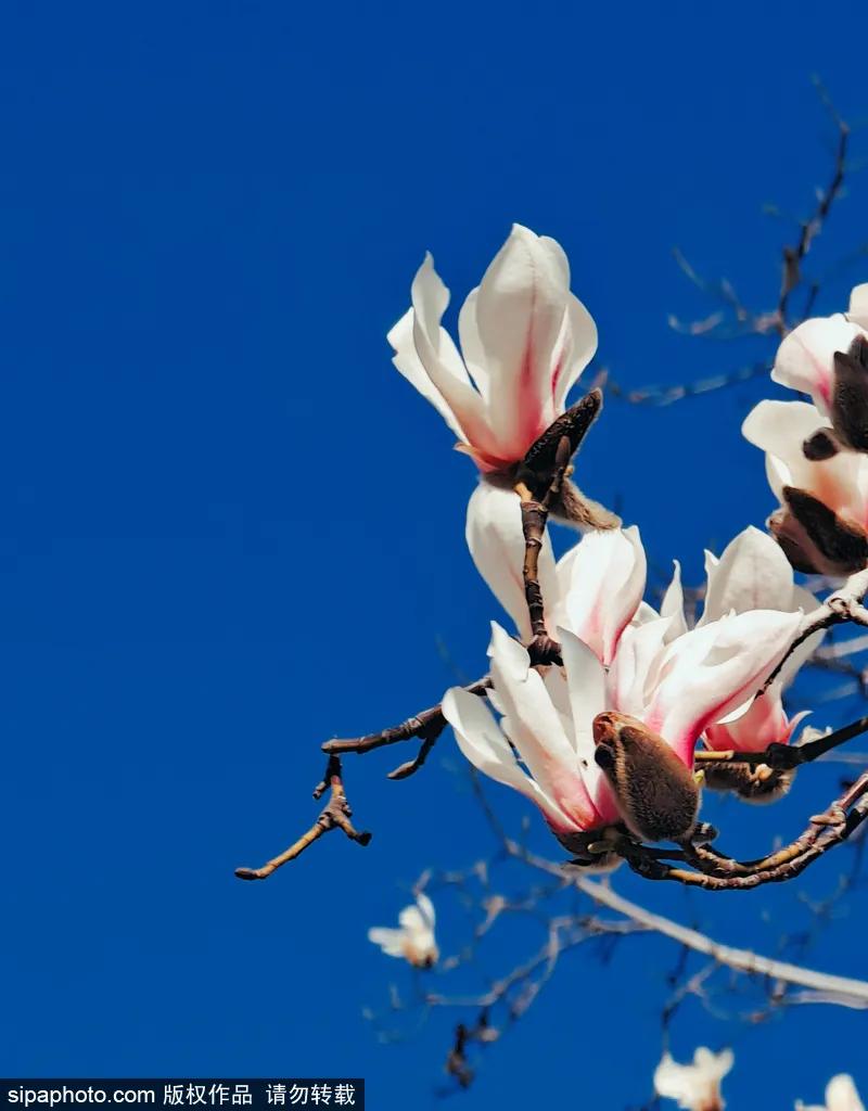 藏不住了!北京这些地方即将美出天际,你居然不知道?