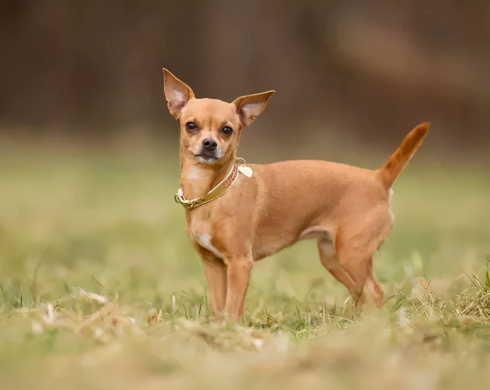 狗狗科普知识大全全部,如何了解各种不同的狗狗品种
