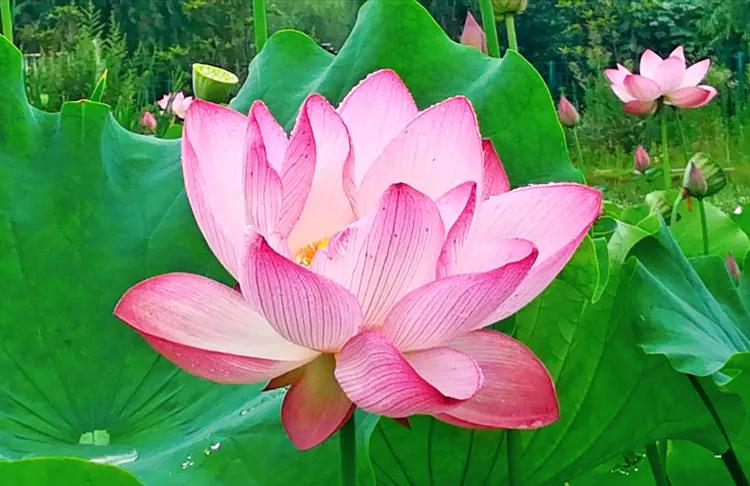 李不白第1期视频,李不白71集