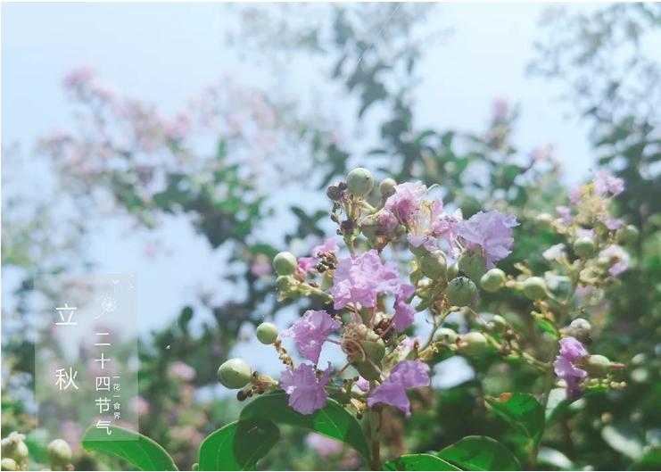 二十四节气之立秋手抄报,二十四节气之立秋茅台