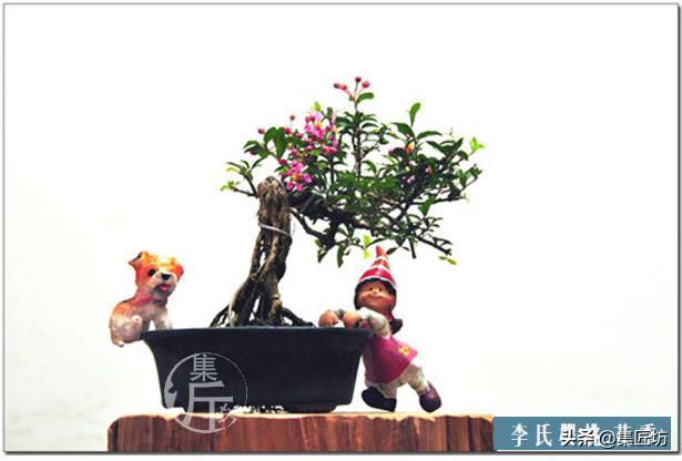 盆景李氏樱桃开花不结果,麻雀虽小五脏俱全小品