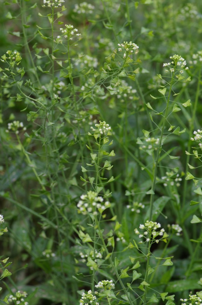 农村常吃的40种野菜你吃过几种呢,这10多种野菜你吃过哪些