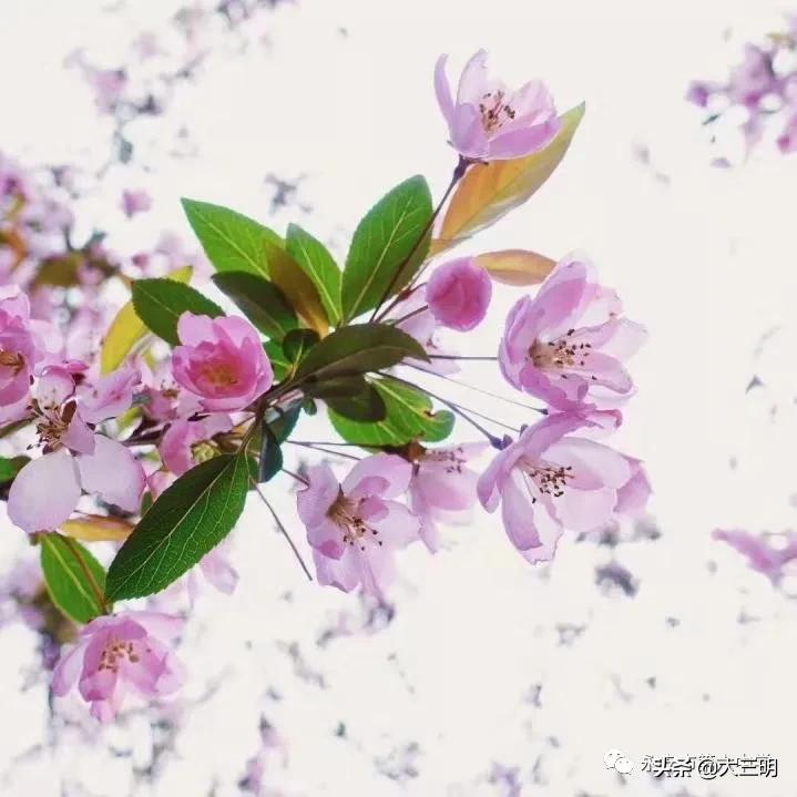 常德六中抗击疫情,四川遂宁六中抗击疫情