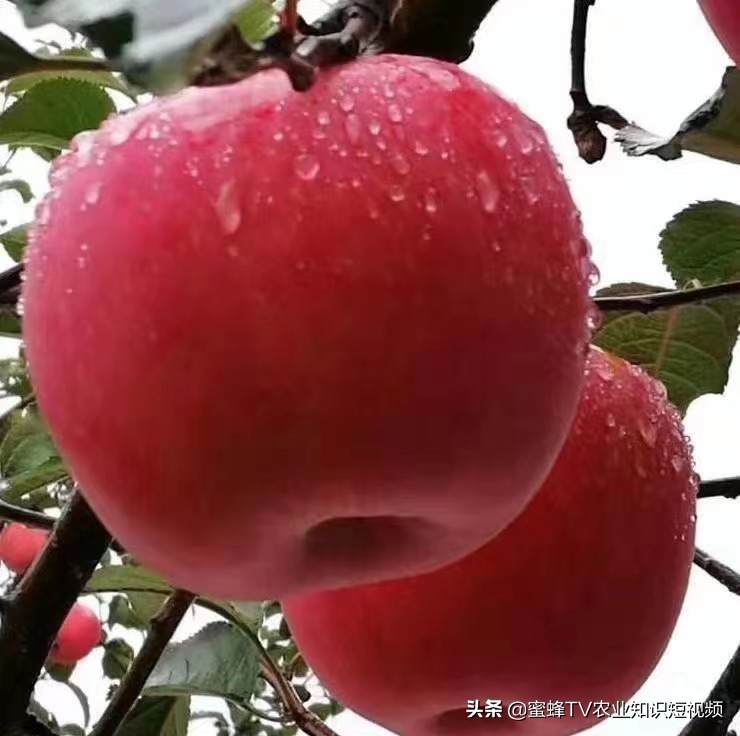 作物转色增甜期,如何管理才能着色均匀,果实甜,卖出好价钱?