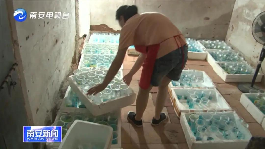 90后小伙的“斗鱼”梦:泰国斗鱼从南安“游”到全国各地!