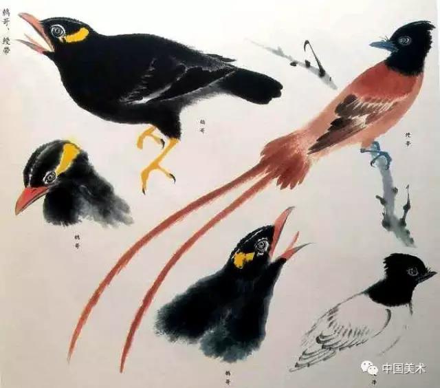 禽鸟画教程,最简单的禽鸟画法