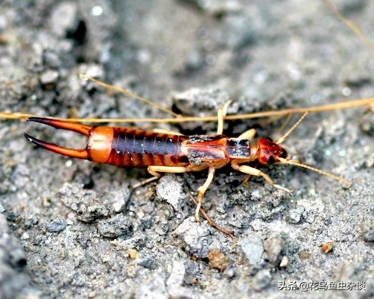 狗狗吃虫子会变傻吗,狗狗吃了很可怕的虫子