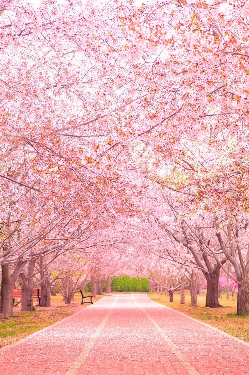 大连是座浪漫的城市,大连这座城市真的好美