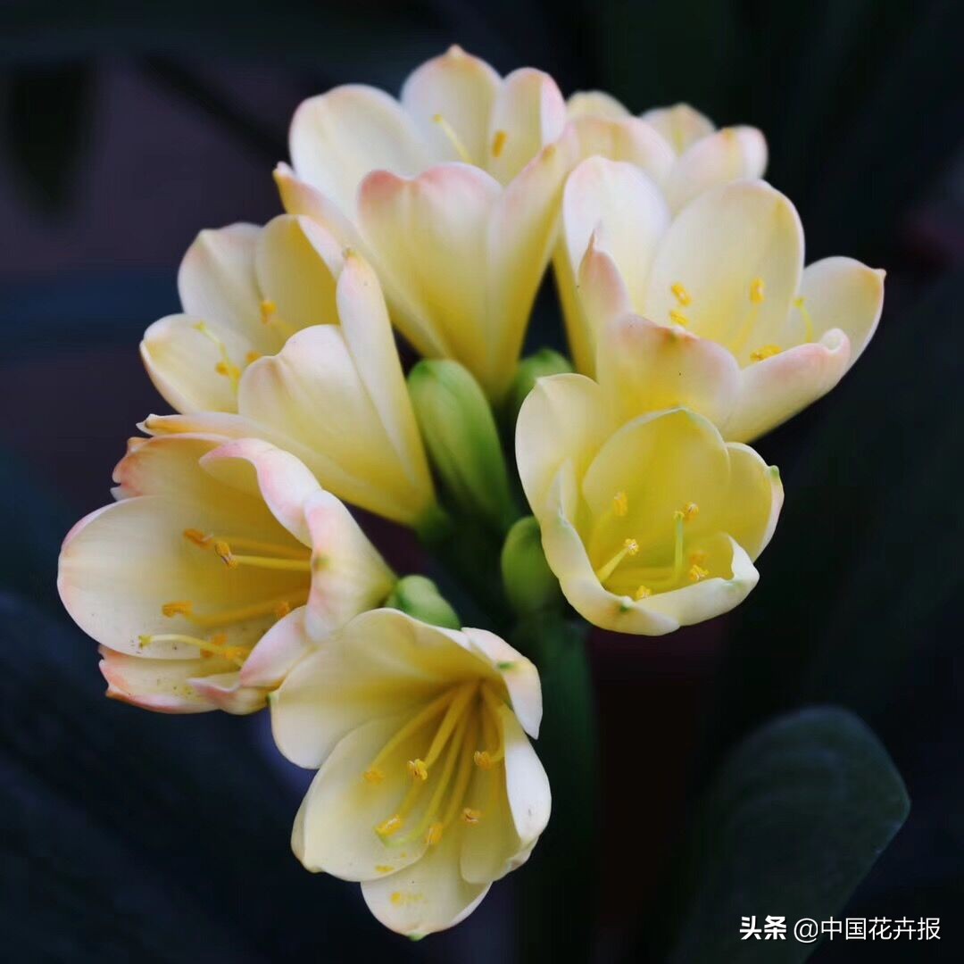 父亲节来了给爸爸买点啥,父亲节来了要给爸爸送些什么呢