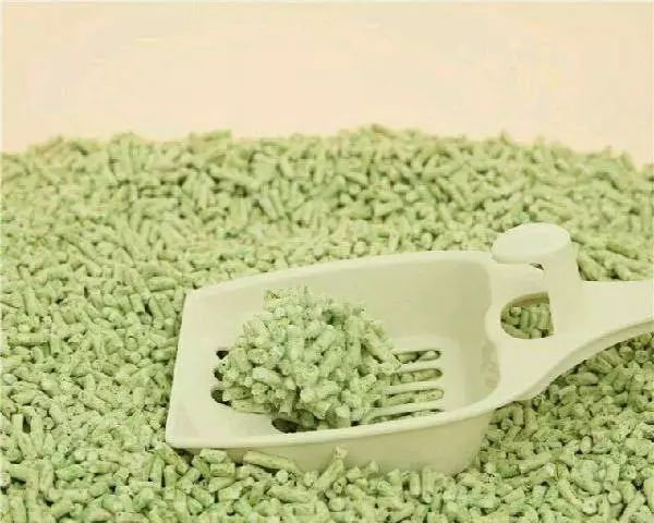 新到家猫咪需要做什么体检,猫咪到家第一夜铲屎官怎么做