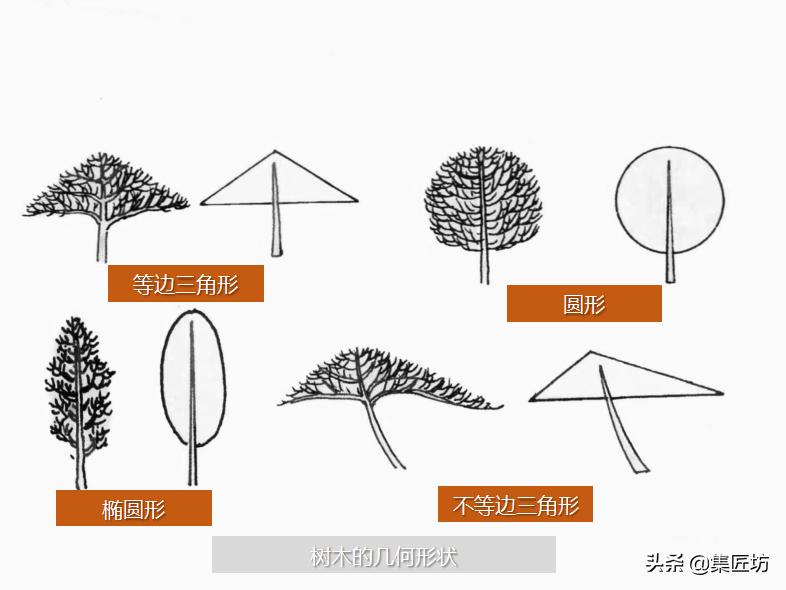 盆景入门技巧与秘籍,盆景造型基本原则