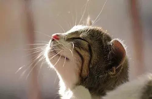 双流区绿化景观,双流县景观花园设计