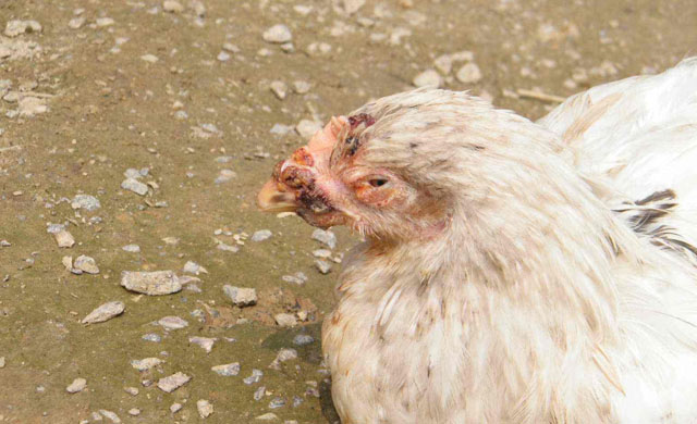 鸡痘预防在养鸡中的重要性,鸡痘的最好治疗方法不要钱