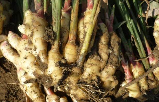 1个生姜埋盆里，两三天浇1次水，半年后收获鲜姜20斤，够全家吃