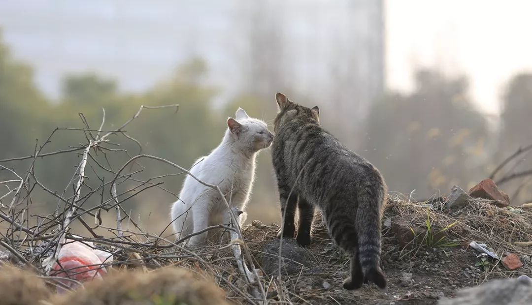 深圳富人日常生活真实记录,在深圳普通人最真实的生活状态