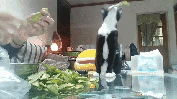 为什么说养猫的都是大户人家,养猫会暴露你的经济实力