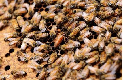 蜜蜂保存方法及技术,蜜蜂养殖十大忌讳新手必看