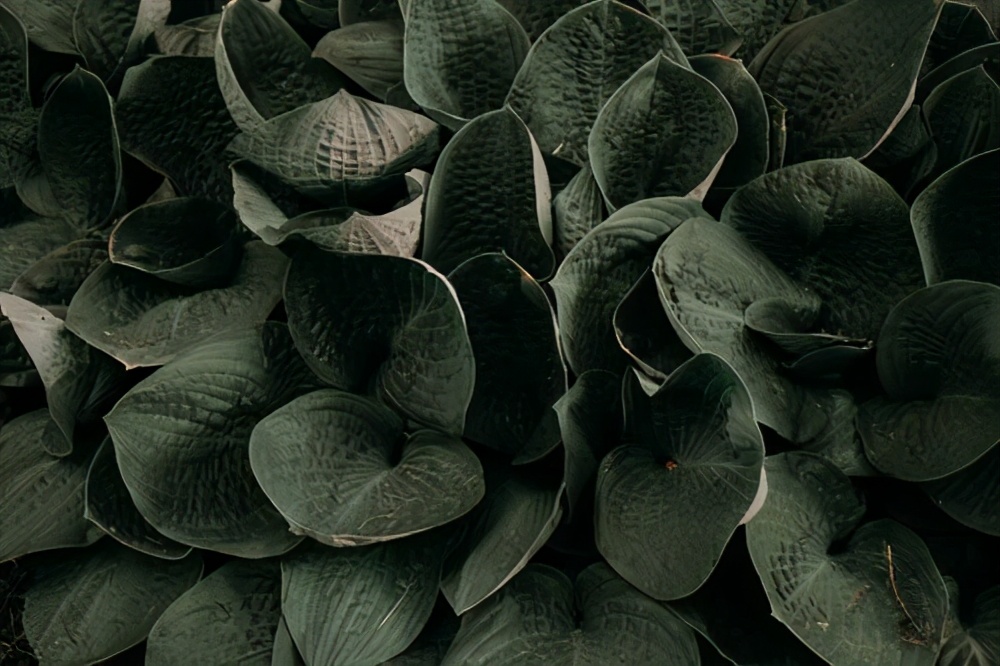 植物医生面膜什么材质,石墨烯材质面膜有什么好处